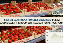Analisi andamento prezzi e produzione fragole in Italia nel 2025-2026