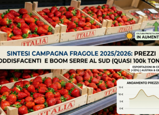 Analisi andamento prezzi e produzione fragole in Italia nel 2025-2026
