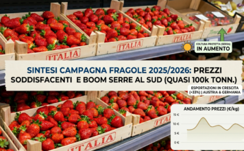 Analisi andamento prezzi e produzione fragole in Italia nel 2025-2026