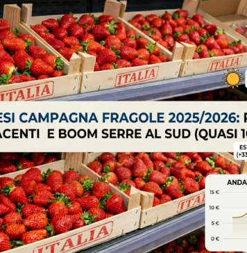 Analisi andamento prezzi e produzione fragole in Italia nel 2025-2026
