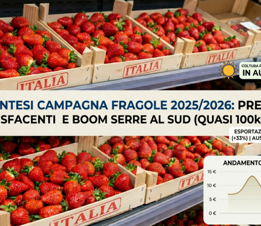 Analisi andamento prezzi e produzione fragole in Italia nel 2025-2026