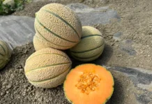 Hm.Clause amplia la gamma meloni per una copertura completa della stagione Hm.Clause è un'azienda di breeding che investe nella ricerca di nuovi ibridi ìdi melone