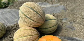 Hm.Clause è un'azienda di breeding che investe nella ricerca di nuovi ibridi ìdi melone