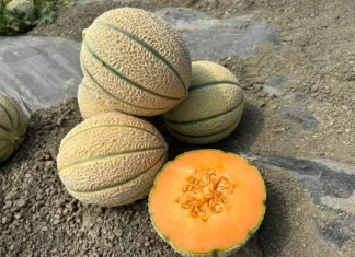 Hm.Clause è un'azienda di breeding che investe nella ricerca di nuovi ibridi ìdi melone