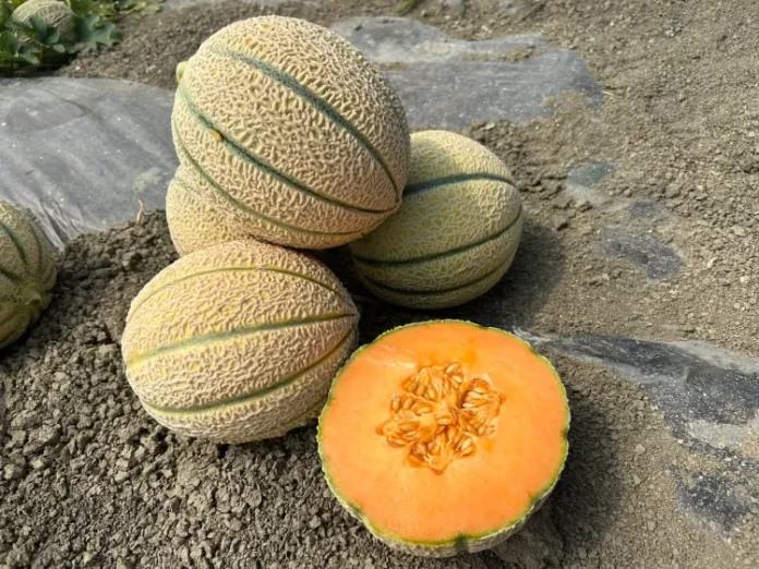 hm-clause Hm.Clause è un'azienda di breeding che investe nella ricerca di nuovi ibridi ìdi melone