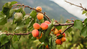L'altitudine dona colore e aroma
