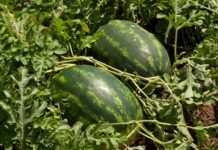 Barello, l’anguria allungata di Syngenta che apre la stagione Anguria allungata Barello Syngenta