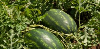 Anguria allungata Barello Syngenta