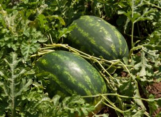 Barello, l’anguria allungata di Syngenta che apre la stagione Anguria allungata Barello Syngenta