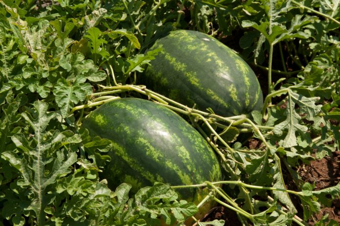Anguria_Barello_Syngenta Anguria allungata Barello Syngenta