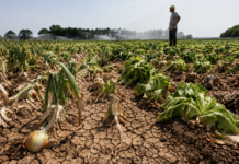 Caldo, l’ortofrutta paga il conto: rese in calo fino al 20% Le temperature estreme mettono a rischio i raccolti (foto generata con l'intelligenza artificiale)