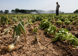 Caldo, l’ortofrutta paga il conto: rese in calo fino al 20% Le temperature estreme mettono a rischio i raccolti (foto generata con l'intelligenza artificiale)