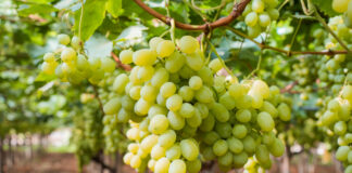 Uva da tavola pugliese (crediti fotografici: Regina di Puglia-Noicàttaro)