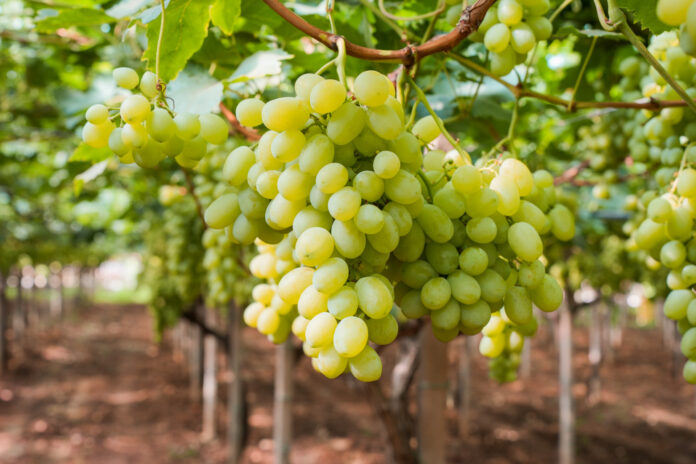 uva_tavola_puglia Uva da tavola pugliese (crediti fotografici: Regina di Puglia-Noicàttaro)