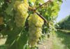Uva Italia, una delle variet&agrave; tradizionali con seme a cui dalla prossima stagione saranno affiancate uve seedless che entreranno nel disciplinare dell&rsquo;Igp (credits: Regina di Puglia - Noic&agrave;ttaro)
