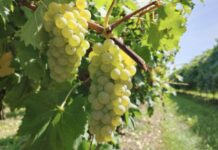 Uva Italia, una delle varietà tradizionali con seme a cui dalla prossima stagione saranno affiancate uve seedless che entreranno nel disciplinare dell’Igp (credits: Regina di Puglia - Noicàttaro)