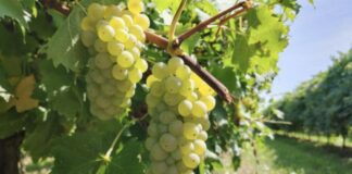 Uva Italia, una delle varietà tradizionali con seme a cui dalla prossima stagione saranno affiancate uve seedless che entreranno nel disciplinare dell’Igp (credits: Regina di Puglia - Noicàttaro)
