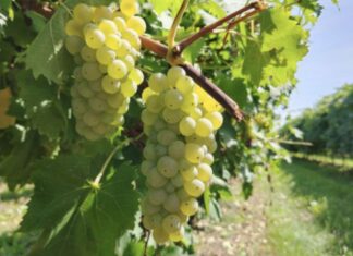 Uva Italia, una delle varietà tradizionali con seme a cui dalla prossima stagione saranno affiancate uve seedless che entreranno nel disciplinare dell’Igp (credits: Regina di Puglia - Noicàttaro)
