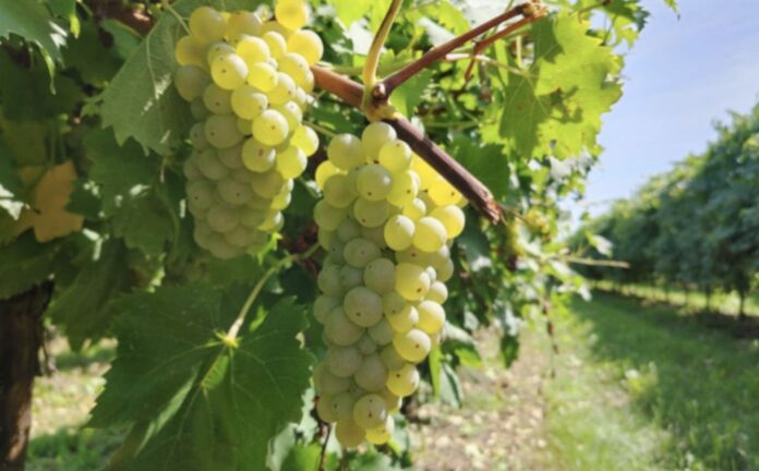 Uva Italia, una delle varietà tradizionali con seme a cui dalla prossima stagione saranno affiancate uve seedless che entreranno nel disciplinare dell’Igp (credits: Regina di Puglia - Noicàttaro)