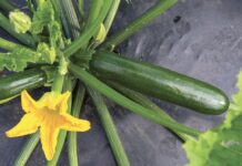 Zantes, il nuovo ibrido di zucchino sviluppato da Syngenta