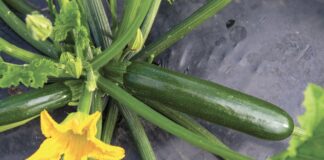 Zantes, il nuovo ibrido di zucchino sviluppato da Syngenta