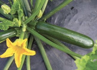Zantes, il nuovo zucchino di Syngenta per il Nord Italia Zantes, il nuovo ibrido di zucchino sviluppato da Syngenta