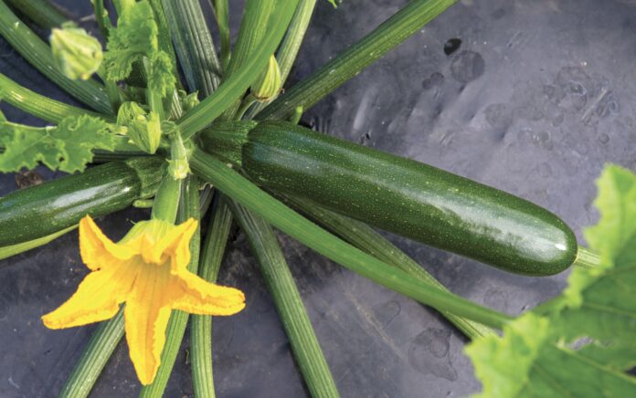 Zantes, il nuovo ibrido di zucchino sviluppato da Syngenta