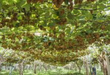 Morìa del kiwi, cinque anni di ricerca aprono nuove prospettive Xoltivazione Zespri kiwi