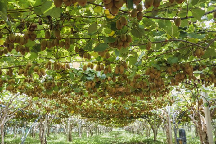 Zespri_Kiwi Xoltivazione Zespri kiwi