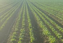 Crescono le iniziative di filiera orticola made in Italy