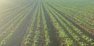 Crescono le iniziative di filiera orticola made in Italy