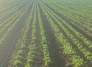 Crescono le iniziative di filiera orticola made in Italy
