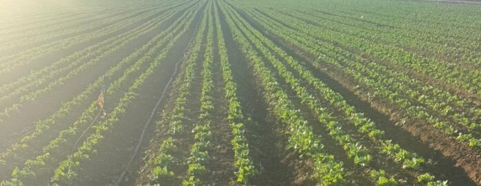 Crescono le iniziative di filiera orticola made in Italy
