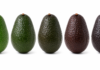 La domanda di avocado pronto al consumo ha trasformato il modo in cui il settore ortofrutticolo affronta la maturazione
