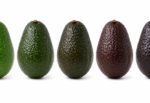 Catalytic Generators: l’etilene affidabile sostiene il boom dell’avocado La domanda di avocado pronto al consumo ha trasformato il modo in cui il settore ortofrutticolo affronta la maturazione