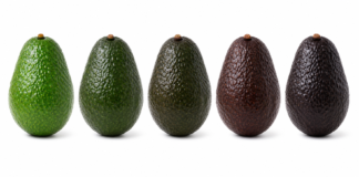 La domanda di avocado pronto al consumo ha trasformato il modo in cui il settore ortofrutticolo affronta la maturazione