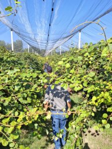 Tappa Kiwi Dulcis Field Days 2026