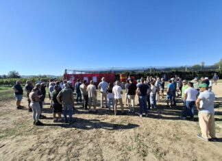 Tappa Kiwi Dulcis Field Days 2026