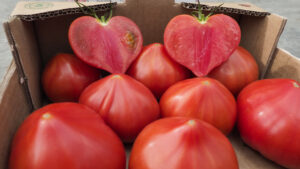 Pomodoro Diamandia Hm.Clause
