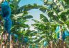 Fyffes, piantagione di banane difese da insetti