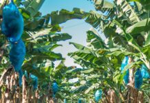 Fyffes, piantagione di banane difese da insetti