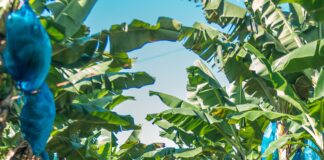 Fyffes, piantagione di banane difese da insetti