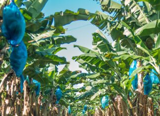 Fyffes, piantagione di banane difese da insetti