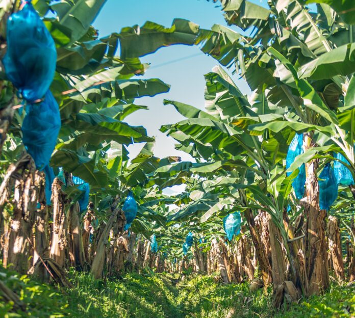 Fyffes Fyffes, piantagione di banane difese da insetti