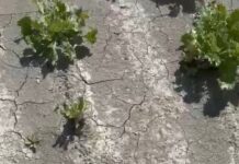 Insalate di quarta gamma, un mese per tornare alla normalità L’impatto del clima sulle produzioni in campo