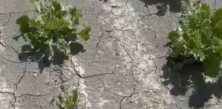 L’impatto del clima sulle produzioni in campo
