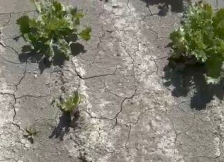 L’impatto del clima sulle produzioni in campo