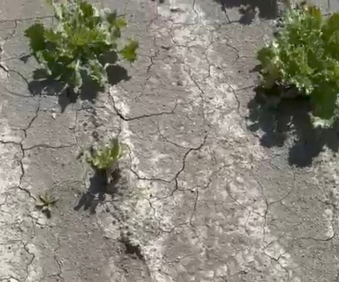 quarta_gamma_insalate_siccita L’impatto del clima sulle produzioni in campo