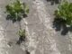 L’impatto del clima sulle produzioni in campo