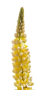 Pianta dei lupini